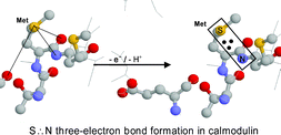 Graphical abstract: Calmodulin methionine residues are targets for one-electron oxidation by hydroxyl radicals: formation of S∴N three-electron bonded radical complexes