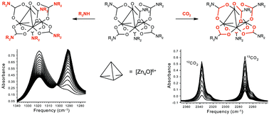Graphical abstract: Evidence for unimolecular CO2 elimination in C–N bond metathesis reactions of basic carbamatozinc complexes Zn4O(O2CAm)6 (Am = N-diethylamino, N-piperidyl, N-pyrrolidyl)