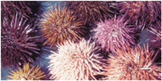Graphical abstract: Sea-urchin (Paracentrotus lividus) glutathione S-transferases and cholinesterase activities as biomarkers of environmental contamination