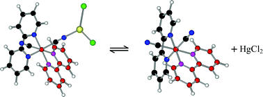 Graphical abstract: Polynuclear complexes of a dissociative excited state formed in the [Ru(bpy)2(CN)2]–HgCl2 system