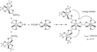 Graphical abstract: Boronic acid-substituted metal complexes: versatile building blocks for the synthesis of multimetallic assemblies