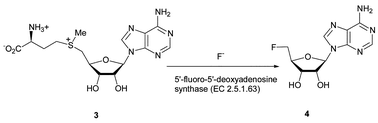 Graphical abstract: Fluorometabolite biosynthesis and the fluorinase from Streptomyces cattleya