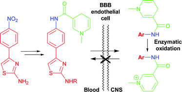 Graphical abstract: Substituted thiazolamide coupled to a redox delivery system: a new γ-secretase inhibitor with enhanced pharmacokinetic profile