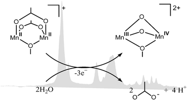 Graphical abstract: Ligand exchange upon oxidation of a dinuclear Mn complex–detection of structural changes by FT-IR spectroscopy and ESI-MS