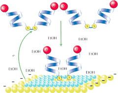 Graphical abstract: Electrodeposition of ferrocenoyl peptide disulfides