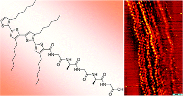 Graphical abstract: Synthesis of a silk-inspired peptide–oligothiophene conjugate
