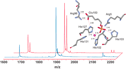 Graphical abstract: Metal induced selectivity in phosphate ion binding in E9 DNase