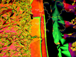 Graphical abstract: Supramolecular dendrimers: Unusual mesophases of ionic liquid crystals derived from protonation of DAB dendrimers with facial amphiphilic carboxylic acids