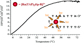 Graphical abstract: Detection of secondary structures in 17-mer Ru(ii)-labeled single-stranded oligonucleotides from luminescence lifetime studies