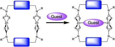 Graphical abstract: Dinuclear zinc(ii) dithiocarbamate macrocycles: ditopic receptors for a variety of guest molecules