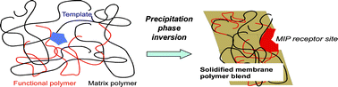 Graphical abstract: Insights into the mechanism of molecular imprinting by immersion precipitation phase inversion of polymer blends via a detailed morphology analysis of porous membranes