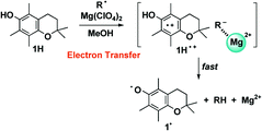 Graphical abstract: Electron-transfer mechanism in radical-scavenging reactions by a vitamin E model in a protic medium