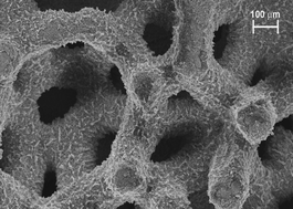 Graphical abstract: Immobilization of a layer of carbon nanofibres (CNFs) on Ni foam: A new structured catalyst support