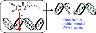 Graphical abstract: Lysine–enediyne conjugates as photochemically triggered DNA double-strand cleavage agents