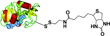 Graphical abstract: Synthesis of homogenous site-selectively glycosylated proteins