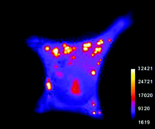 Graphical abstract: Fluorescence studies of the intra-cellular distribution of zinc bis(thiosemicarbazone) complexes in human cancer cells