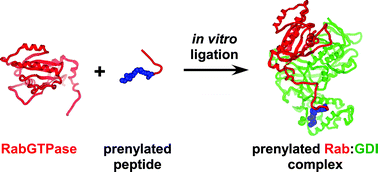 Graphical abstract: Chemical biology of protein lipidation: semi-synthesis and structure elucidation of prenylated RabGTPases