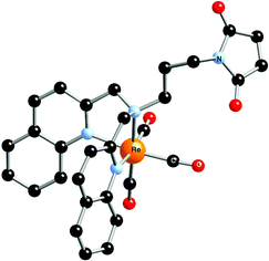 Graphical abstract: Site directed maleimide bifunctional chelators for the M(CO)3+ core (M = 99mTc, Re)