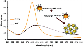 Graphical abstract: Stability and hybridization-driven aggregation of silver nanoparticle–oligonucleotide conjugates