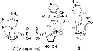 Graphical abstract: 1H and 13C NMR characterization of pyridinium-type isoniazid–NAD adducts as possible inhibitors of InhA reductase of Mycobacterium tuberculosis