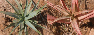 Graphical abstract: Optical properties of rhodoxanthin accumulated in Aloe arborescens Mill. leaves under high-light stress with special reference to its photoprotective function