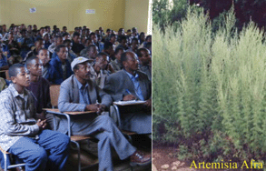 Graphical abstract: Green Chemistry in Ethiopia: the cleaner extraction of essential oils from Artemisia afra: a comparison of clean technology with conventional methodology