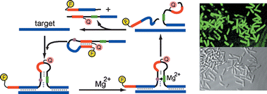 Graphical abstract: Locked TASC probes for homogeneous sensing of nucleic acids and imaging of fixed E. coli cells