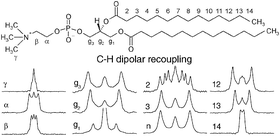 Graphical abstract: Efficient solid-state NMR methods for measuring heteronuclear dipolar couplings in unoriented lipid membrane systems