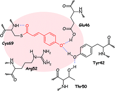 Graphical abstract: Investigations of the primary events in a bacterial photoreceptor for photomotility: photoactive yellow protein (PYP)