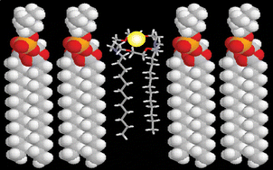 Graphical abstract: Correlation of bilayer membrane cation transport and biological activity in alkyl-substituted lariat ethers