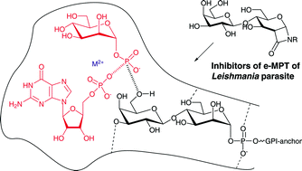 Graphical abstract: 1-Oxabicyclic β-lactams as new inhibitors of elongating MPT–a key enzyme responsible for assembly of cell-surface phosphoglycans of Leishmania parasite