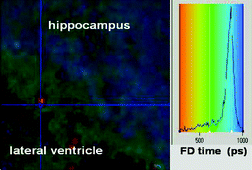 Graphical abstract: Time-resolved emission upon two-photon excitation of bis-N-carbazolyl-distyrylbenzene: mapping of water molecule distribution in the mouse brain