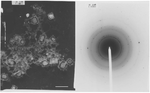 Graphical abstract: Use of quaternised methacrylate polymers and copolymers as catalysts and structure directors for the formation of silica from silicic acid