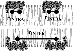 Graphical abstract: Structure and spatial distribution of the spin-labelled lipopeptide trichogin GA IV in a phospholipid membrane studied by pulsed electron–electron double resonance (PELDOR)
