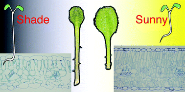 Graphical abstract: Photomorphogenesis of leaves: shade-avoidance and differentiation of sun and shade leaves