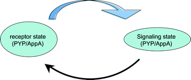 Graphical abstract: From primary photochemistry to biological function in the blue-light photoreceptors PYP and AppA