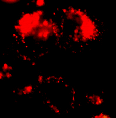 Graphical abstract: Cellular internalization and targeting of semiconductor quantum dots