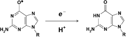 Graphical abstract: Involvement of proton transfer in the reductive repair of DNA guanyl radicals by aniline derivatives