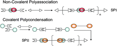 Graphical abstract: Double dynamers: molecular and supramolecular double dynamic polymers