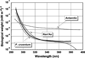 Graphical abstract: Short- and long-term effects of solar ultraviolet radiation on the red algae Porphyridium cruentum (S. F. Gray) Nägeli