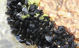 Graphical abstract: The sensitivity of mussel-watch programmes to detect temporal trends in the bio-availability of metals. A case study of the Saronicos Gulf of Greece
