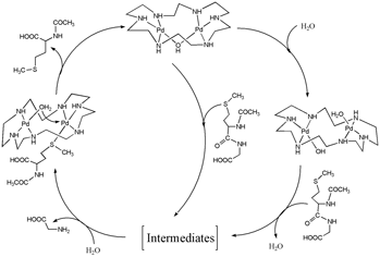 Graphical abstract: Synergic effect of two metal centers in catalytic hydrolysis of methionine-containing peptides promoted by dinuclear palladium(ii) hexaazacyclooctadecane complex
