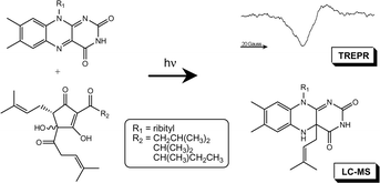 Graphical abstract: Fate of flavins in sensitized photodegradation of isohumulones and reduced derivatives: studies on formation of radicals via EPR combined with detailed product analyses