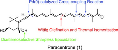 Graphical abstract: Total synthesis of paracentrone, C31-allenic apo-carotenoid