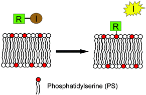 Graphical abstract: Indicator displacement assays that detect bilayer membranes enriched in phosphatidylserine