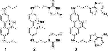 Graphical abstract: Recognition of homo-polynucleotides containing adenine by a phenanthridinium bis-uracil conjugate in aqueous media