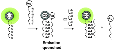 Graphical abstract: Quenching of CdSe quantum dot emission, a new approach for biosensing