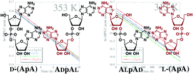 Graphical abstract: Kinetic analysis of hydrolytic reaction of homo- and heterochiral adenylyl(3′–5′)adenosine isomers: breaking homochirality reduces hydrolytic stability of RNA