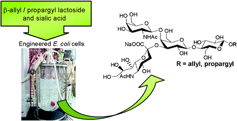 Graphical abstract: Biosynthesis of conjugatable saccharidic moieties of GM2 and GM3 gangliosides by engineered E. coli