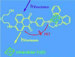 Graphical abstract: A pH-resistant Zn(ii) sensor derived from 4-aminonaphthalimide: design, synthesis and intracellular applications